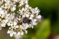 Scarab beetle, Valgus hemipterus, on a white flower Royalty Free Stock Photo