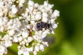 Scarab beetle, Valgus hemipterus, on a white flower Royalty Free Stock Photo