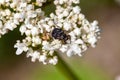 Scarab beetle, Valgus hemipterus, on a white flower Royalty Free Stock Photo