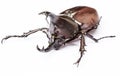 Scarab beetle