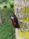 Scarab beetle Xylotrupes Gideon Linnaeus.