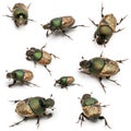 Scarab beetles - Onthophagus Sp