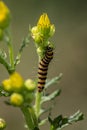 Scarab caterpillar crawls on poisonous plant