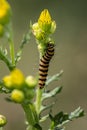 Scarab caterpillar crawls on poisonous plant