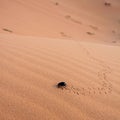 Scarab in desert