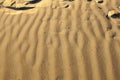 Scarab footprints in the sand dune in Wahiba sands Royalty Free Stock Photo
