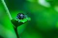 Scarab,insect,bug,Leaf insects. Royalty Free Stock Photo