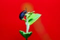 Scarab,insect,bug,Leaf insects. Royalty Free Stock Photo
