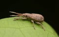 Scarab macro focus with soft background Royalty Free Stock Photo