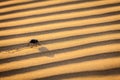 Scarab (Scarabaeus) beetle on desert sand