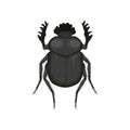 Scarab, top view of crawly black dung beetle, Scarabaeus ambiguus bug