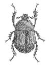 Scarab. Vintage hatching monochrome black illustration. Isolated on white