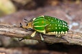 Scarabaeid Beetles Chelorrhina polyphemus