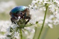 Scarabaeidae beetle feeding