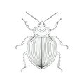 Scarabaeus beetle insect vector illustration, bug drawing, doodle beetle sketch outline Royalty Free Stock Photo