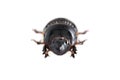 The Scarabaeus - Dung beetle isolated on a white Royalty Free Stock Photo