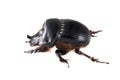 The Scarabaeus - Dung beetle isolated on a white Royalty Free Stock Photo