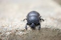 Scarabaeus, dung beetle species in Kruger National Park, South Africa Royalty Free Stock Photo