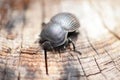 Scarabaeus, dung beetle species in Kruger National Park, South Africa Royalty Free Stock Photo