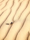 Scarabaeus on sand