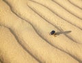 Scarabaeus on sand