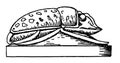 Scarabaeus Side View Is A Gem Carved To Look Like A Scarab Beetle, Vintage Engraving