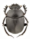 Scarabaeus typhon