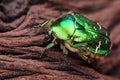 Scarabeus Cetonia aurata close up - very sharp and detailed photo