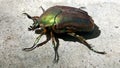 Scarabidae Beetle