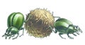 Scarabs Royalty Free Stock Photo