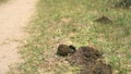 Scarab Beetle Rolling a Ball of Dung