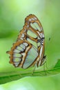 Scarce bamboo page butterfly Royalty Free Stock Photo