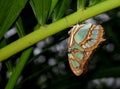 Scarce Bamboo Page Butterfly on branch Royalty Free Stock Photo
