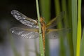 The Scarce Chaser