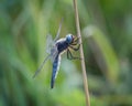 Scarce chaser dragonfly libelulla fulva on the straw in the meadow.