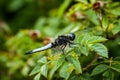 Scarce chaser dragonfly