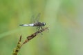 A scarce chaser dragonfly resting near water