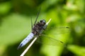 Scarce Chaser Dragonfly resting on a stem.