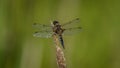 Four-spotted Chaser (Libellula quadrimaculata). Dragonfly basking in the sun on a plant stem. Macro photo, close-up