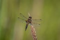 Four-spotted Chaser (Libellula quadrimaculata). Dragonfly basking in the sun on a plant stem. Macro photo, close-up