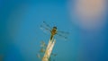 Four-spotted Chaser (Libellula quadrimaculata). Dragonfly basking in the sun on a plant stem near water. Macro photo