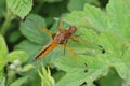 Scarce chaser Libellula fulva female