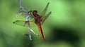 Scarce chaser Libellula fulva female