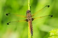 Scarce chaser, Libellula fulva, resting on vegetation Royalty Free Stock Photo