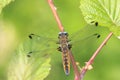 Scarce chaser, Libellula fulva, resting on vegetation Royalty Free Stock Photo