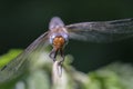 Scarce chaser - macro - front view