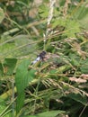 Scarce Chaser