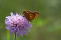 Scarce copper Royalty Free Stock Photo