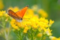 Scarce copper butterfly