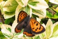 The scarce copper is a butterfly of the family Lycaenidae. Lycaena virgaureae sitting on a green plant. Butterfly macrophotograph